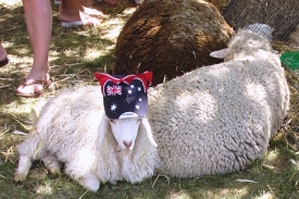 Australské ovce slaví národní svátek.