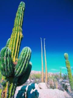 Pichláči v poušti. V exotické krajině poloostrova roste na 120 druhů kaktusů, z toho 50 druhů najdete pouze zde.