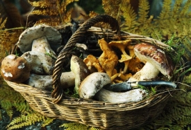 Mezi náruživé sběrače hub patří hlavně Češi.