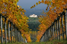 Toskánská vinice na podzim.