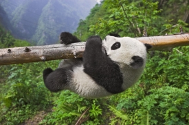 Panda velká v rezervaci Wolong.