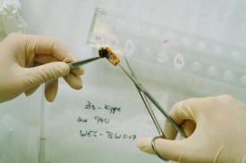Laborant připravuje nedopalek cigarety k testu DNA.