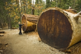 Obří stromy v národním parku Sequoia.