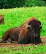 Westernový ranč Vogelsang obývá řada zajímavých zvířat (rohaté zvíře na snímku je bizon).