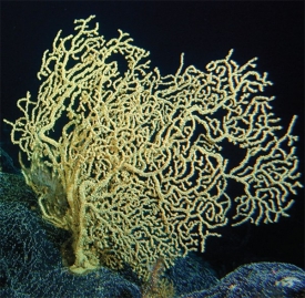 Gerardia je jedním z dlouhověkých hlubokomořských korálů.