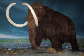 Nález kostí prokázal výskyt mamutů v oblasti dnešního Třebíčska.