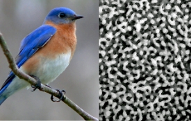 Stejného původu je i barva dalších ptáků (na snímku salašík modrý).
