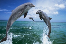 Sonary mohou delfínům kompikovat navigaci i vzájemnou komunikaci.
