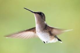 Samička kolibříka rubínohrdlého