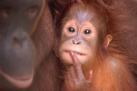 Orangutan je po šimpanzi, bonobovi a gorile naším nejbližším příbuzným