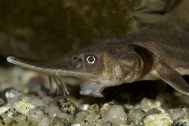 Jeseter malý mezi archaické rybí druhy.