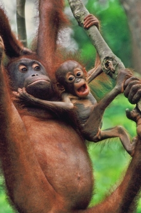 Na Sumatře žije ve volné přírodě méně než 8000 orangutanů.