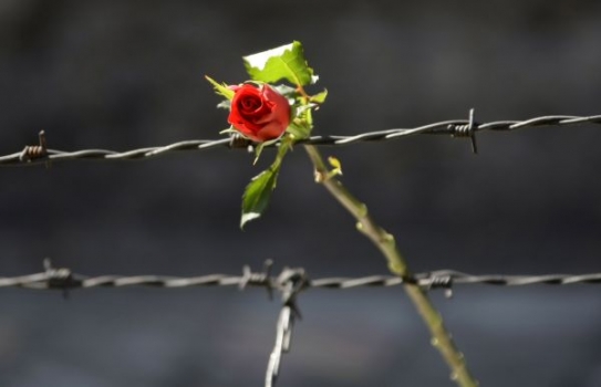 Růže na ostnatém drátě nedaleko brány s nápisem Arbeit macht frei.