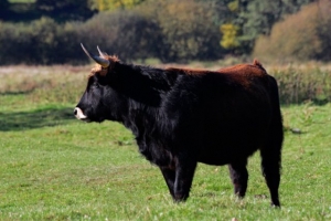 Kráva Heckova dobytka na pastvině.