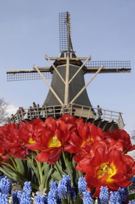 Květinové slavnosti v holandském Keukenhofu.