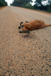 Nehody a mrtvá zvířata. Klokani na silnici nepatří.