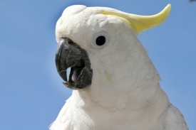 Papoušek kakadu dokazuje, že zvířata mohou cítit rytmus (ilustr. foto)
