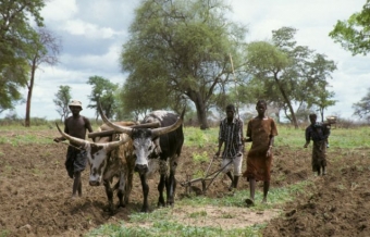 Farmáři v Zambii. Sucho a záplavy zůsobily nedostatek potravin.