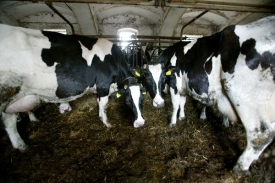 Farmáři na Vysočině dali porazit o čtvrtinu víc krav než loni.