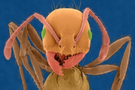 Ohniví mravenci jsou postrachem jižních oblastí Spojených států.