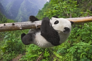 Čína nasadila při kamarádění s Tchajwanem i osvědčenou zbraň - pandy.