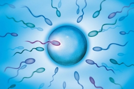 Zapínají endorfiny z mozku geny ve spermiích a vajíčkách?