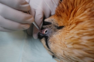Španělský veterinář ošetřuje oko nemocného supa.
