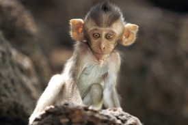 Mláďata makaků mají za ušima. Vědí, že udělat matce ostudu zabírá.