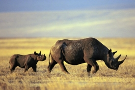 Zvířata ze Dvora doplní skupinu deseti nosorožců v rezervaci Mkomazi.