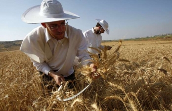 Ortodoxní Židé při sklizni pšenice v Izraeli.