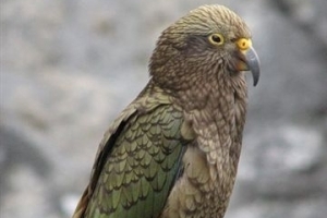 Papoušek kea (ilustrační foto).