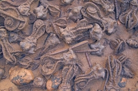Fosilizované lilijice z permského období.