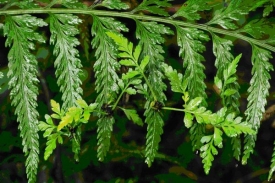 Novozélandský sleziník produkuje mladé rostlinky přímo na listech.