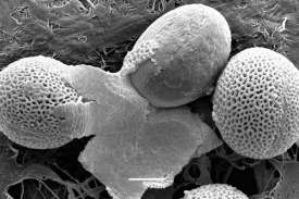 Pylová zrna huseníčku rolního jsou vybavena mikroskopickým brněním.