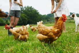 Čína zakazuje podávat v restauracích ušknutá kuřata (Ilustrační foto)