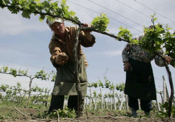 Na moldavském vinohradě.