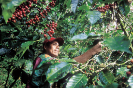 Jak vzniká fair-trade?