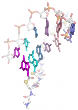 Řetězec umělé molekuly (dole) se páruje s řetězcem DNA.