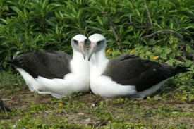 Samičky laysanských albatrosů spolu žijí v celoživotním partnerství.