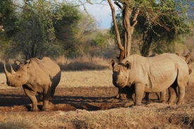 Nosorožci si zvykají na nové prostředí.