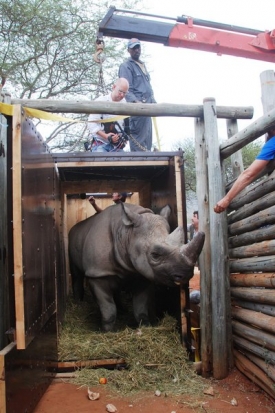 Jeden z dvorských nosorožců krátce po příletu do Afriky.