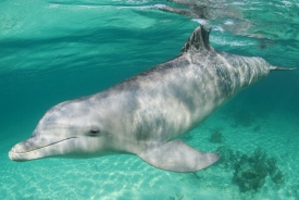 Delfín jako stíhačka - za rekordní rychlost vděčí tvaru ploutví.
