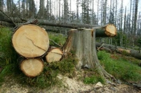 Lesy snížily těžbu o více než sedm procent.
