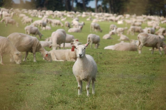 Všude samé ovce.