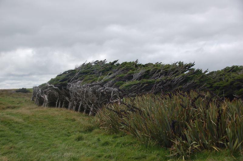 Od větru deformované stromy na Waipapa Point.