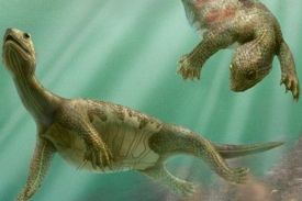 První želvy z doby před 220 miliony let ještě hřbetní krunýř neměli.