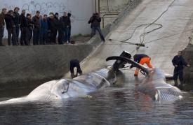 Islandský lov velryb budí u dalších západních zemích nevoli.