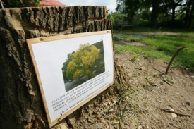 Kvůli zam&yacute;&scaron;len&eacute; stavbě již v minulosti padly starod&aacute;vn&eacute; stromy.