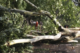 V parku na Karlínském náměstí v Praze porazila bouře strom.