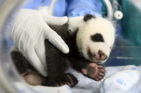 Pandy jsou ož zcela odkázány na lidskou pomoc (ilustrační foto).